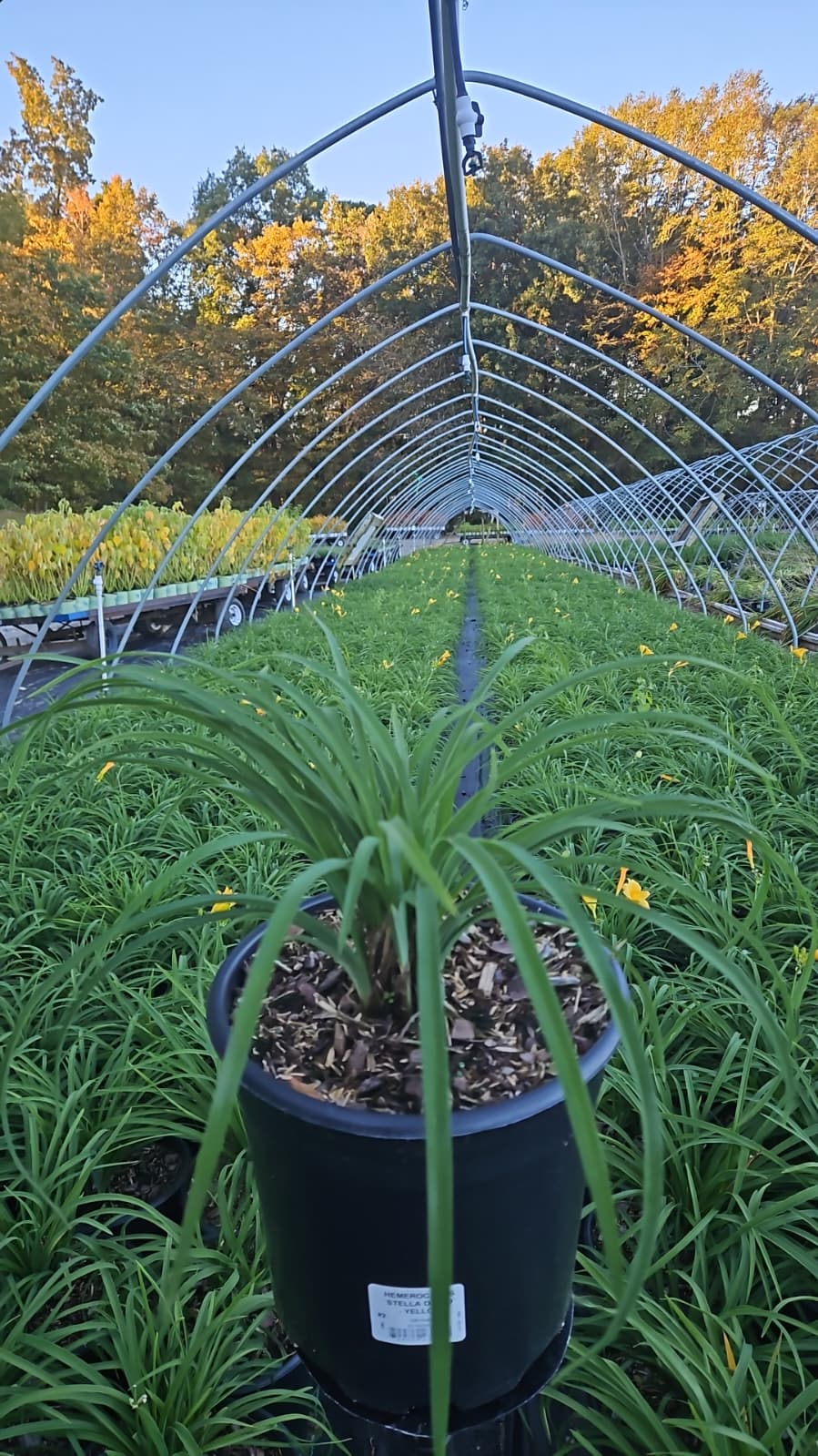 Stella d'Oro Yellow Daylily - photo 3