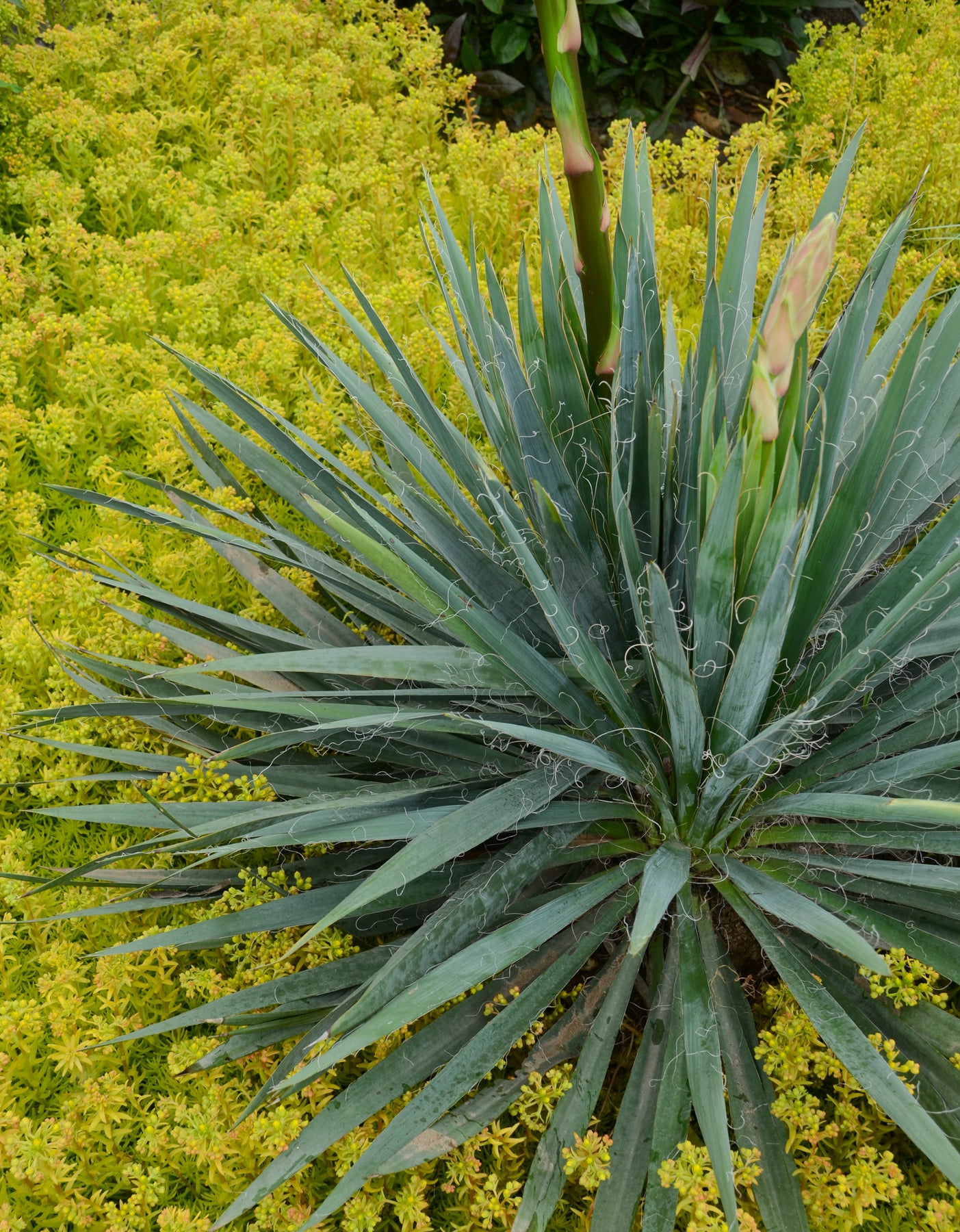 Excalibur | Yucca