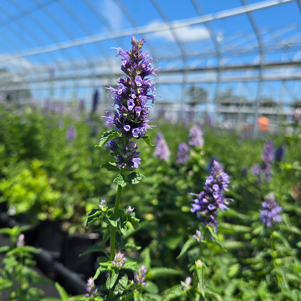 Black Adder | Hyssop