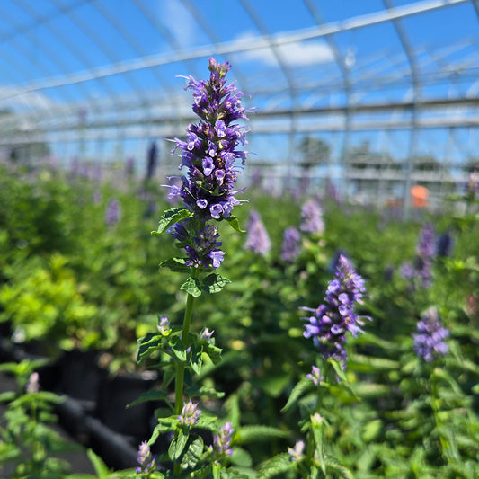 Black Adder Hyssop (Agastache 'Black Adder')