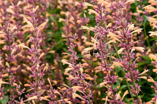 Meant To Bee® Queen Nectarine Hyssop - photo 2