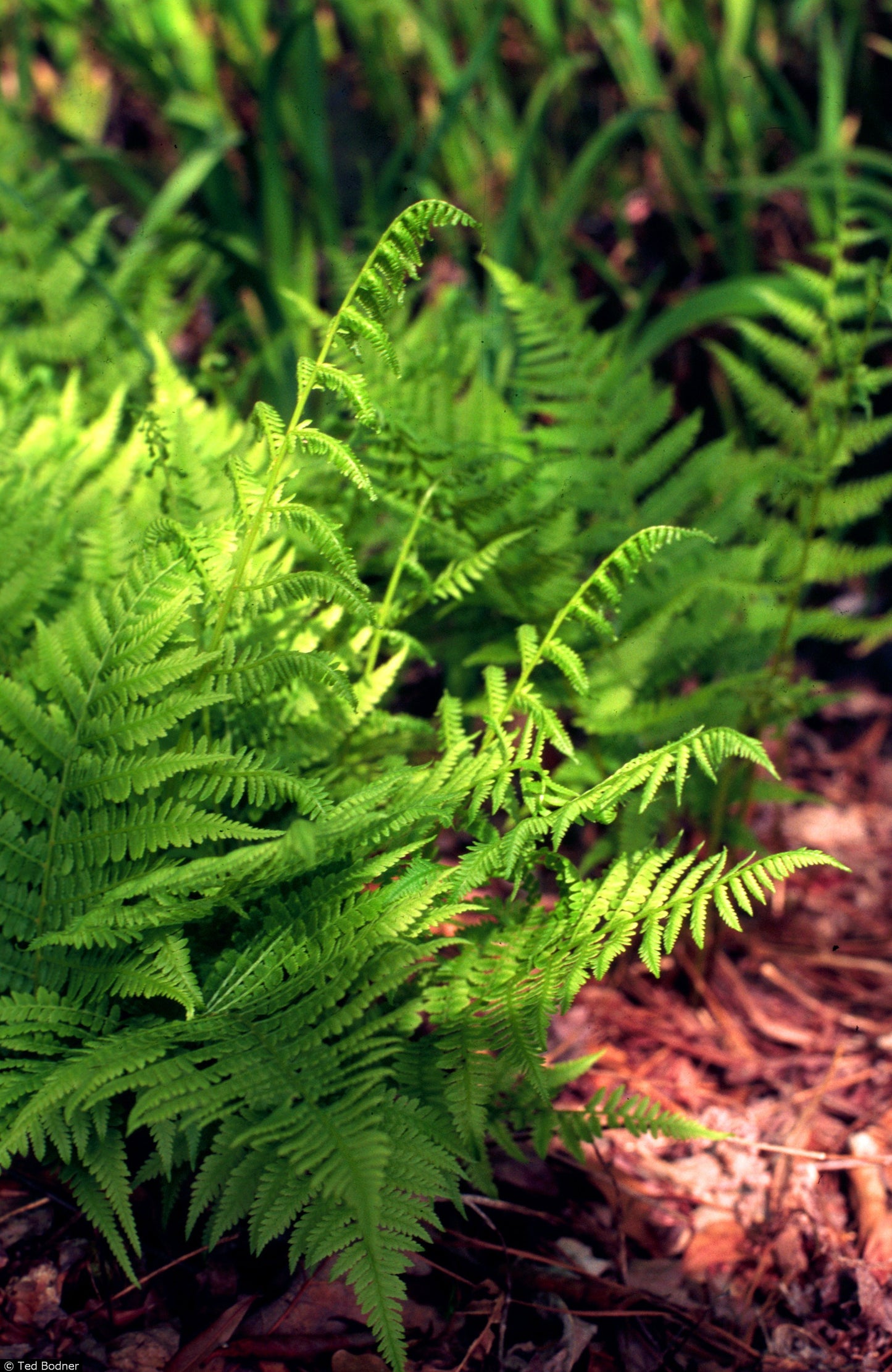 Common Lady Fern