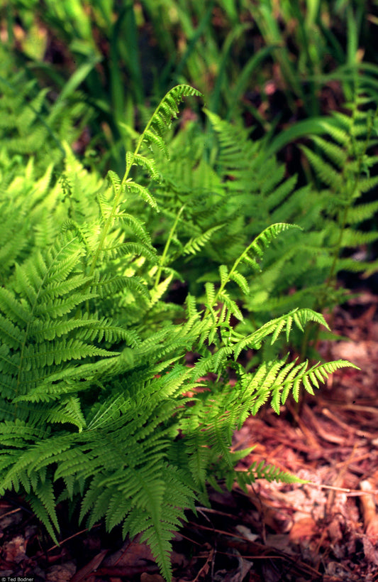 Common Lady Fern (Athyrium filix femina)