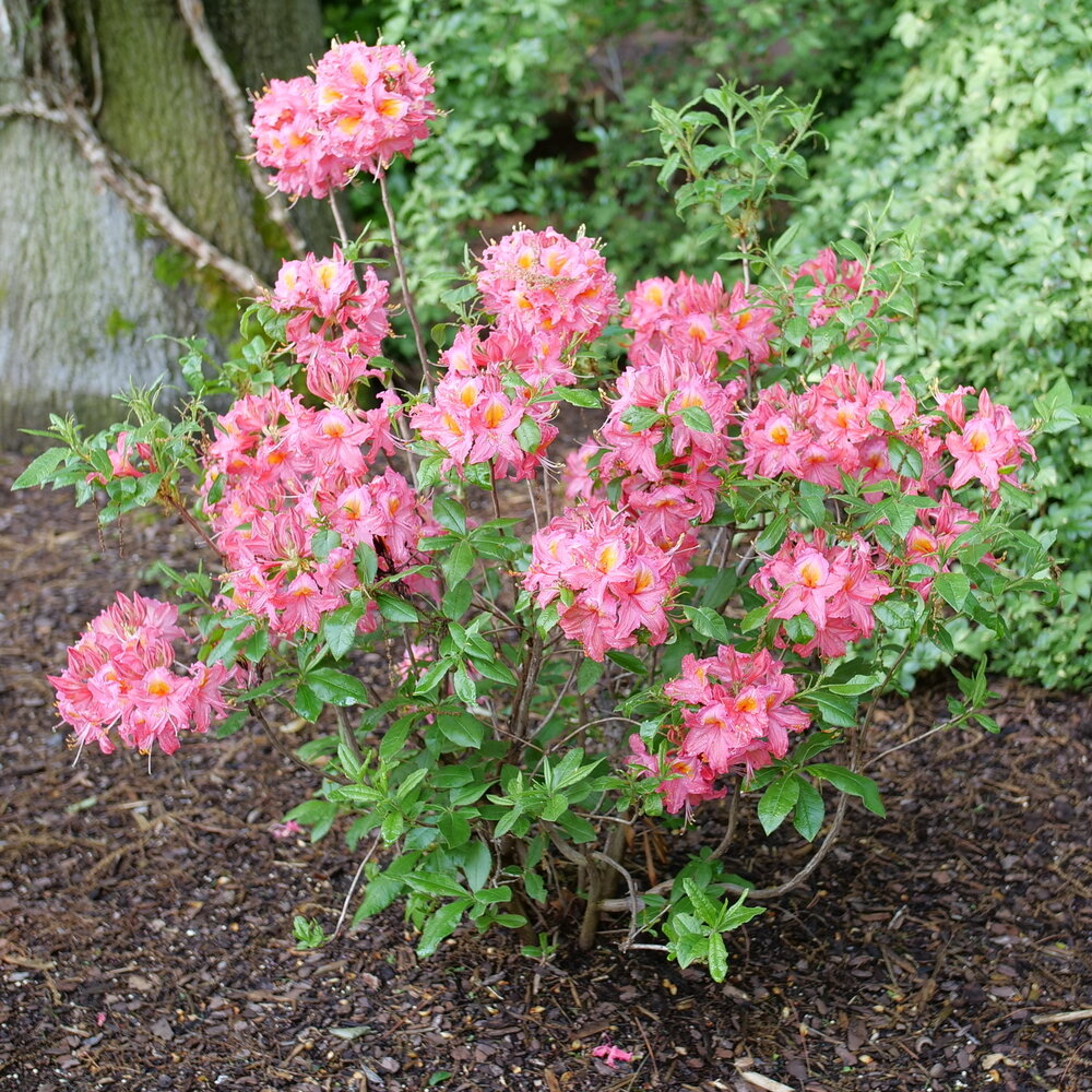 Sweet Reward® Pink Azalea (Azalea Sweet Reward® Pink)