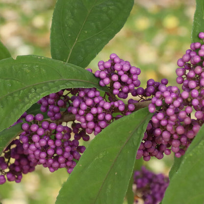 Bubble Up® Beautyberry - photo 2