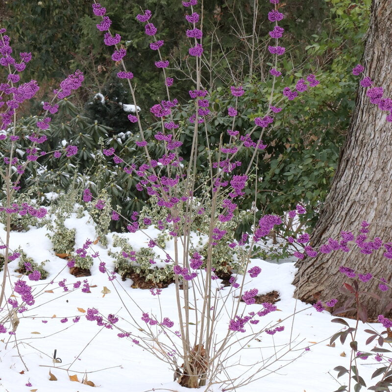 Bubble Up® Beautyberry (Callicarpa x Bubble Up®)