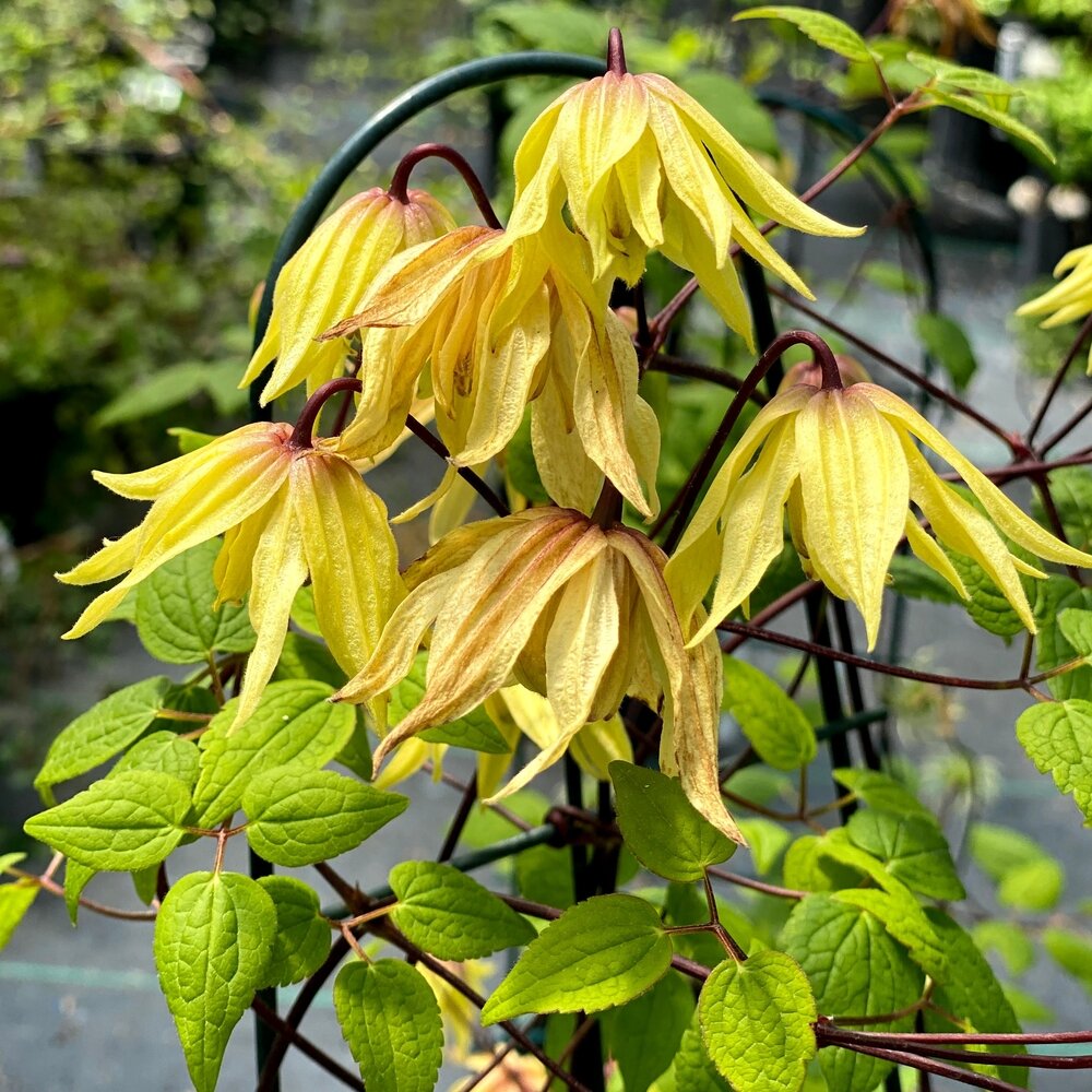 Funyella® Clematis (Clematis Funyella®)