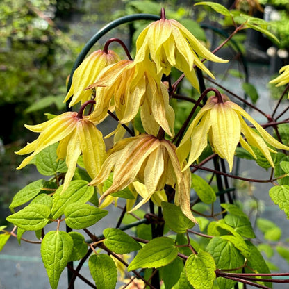 Funyella® Clematis (Clematis Funyella®)