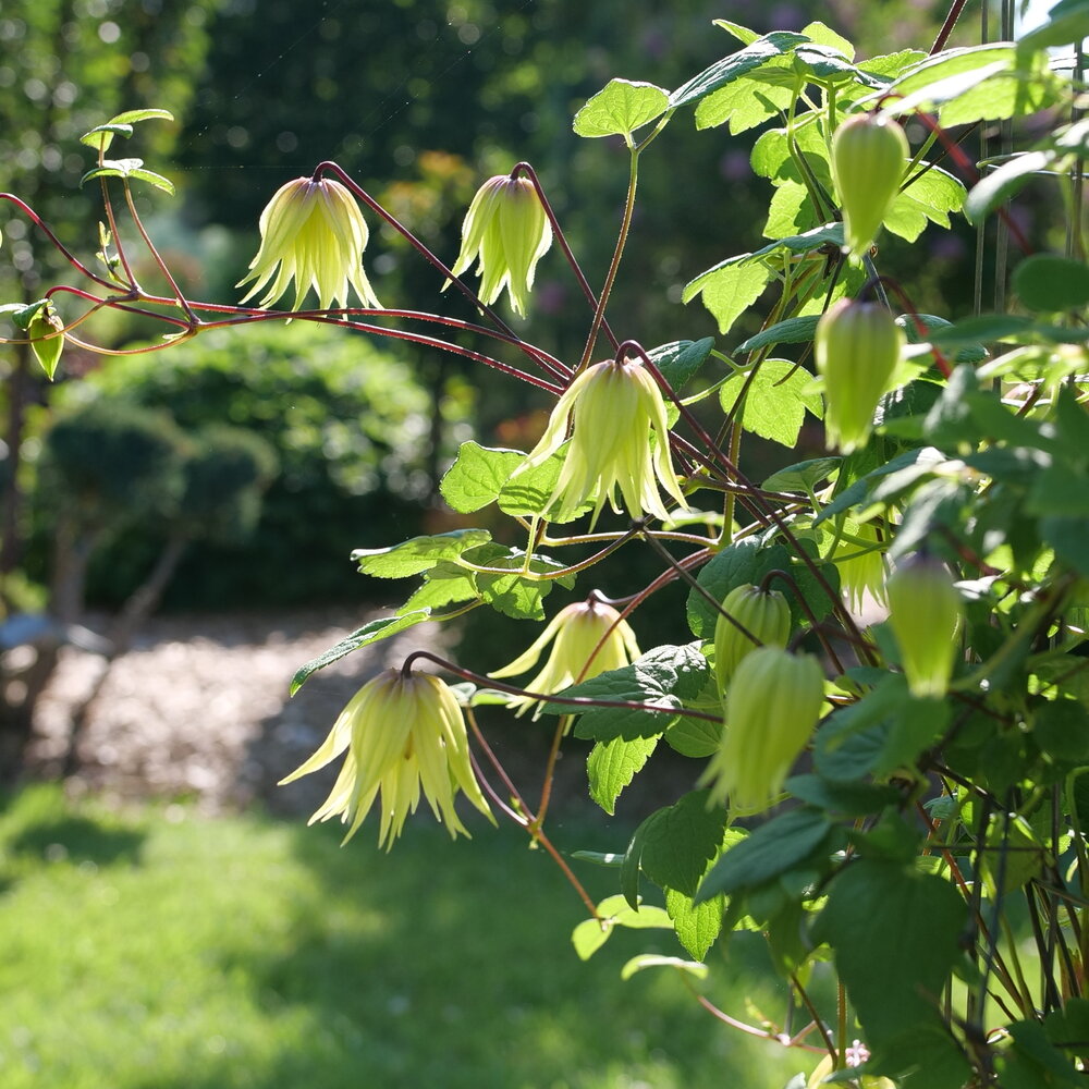 Funyella® Clematis - photo 2