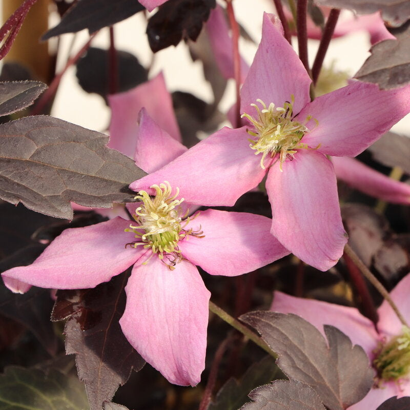 Moongate Mocha™ Clematis (Clematis montana Moongate Mocha™)
