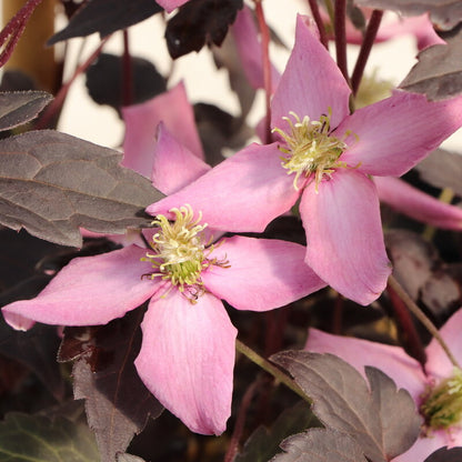 Moongate Mocha™ Clematis (Clematis montana Moongate Mocha™)