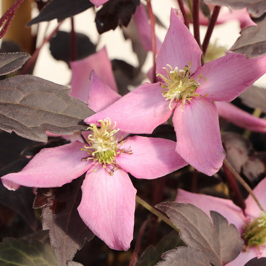Moongate Mocha™ Clematis (Clematis montana Moongate Mocha™)