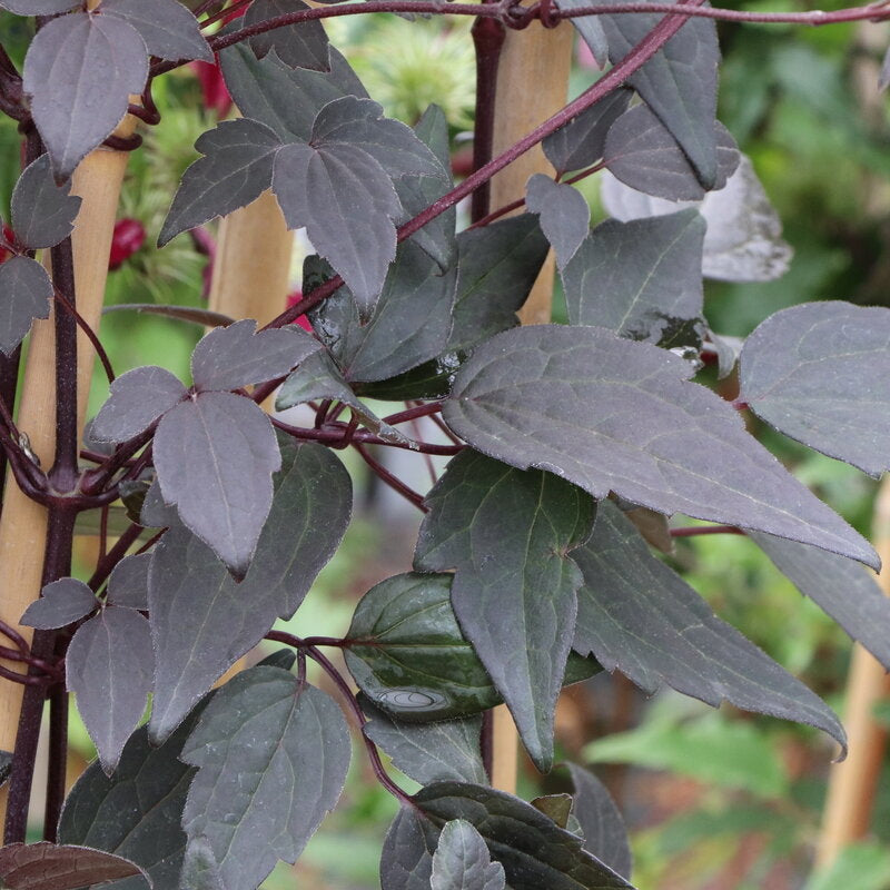 Moongate Mocha™ Clematis - photo 2