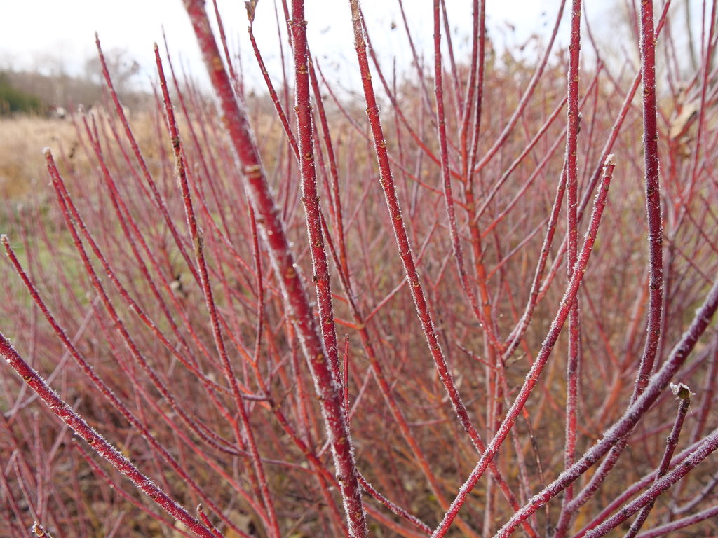 Arctic Fire® Red Red Twig Dogwood (Cornus stolonifera 'Arctic Fire Red')