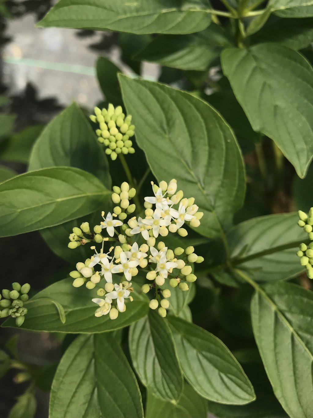 Arctic Fire® Yellow Red Twig Dogwood - photo 2