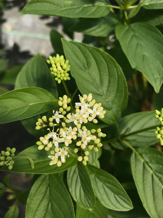 Arctic Fire® Yellow Red Twig Dogwood - photo 2