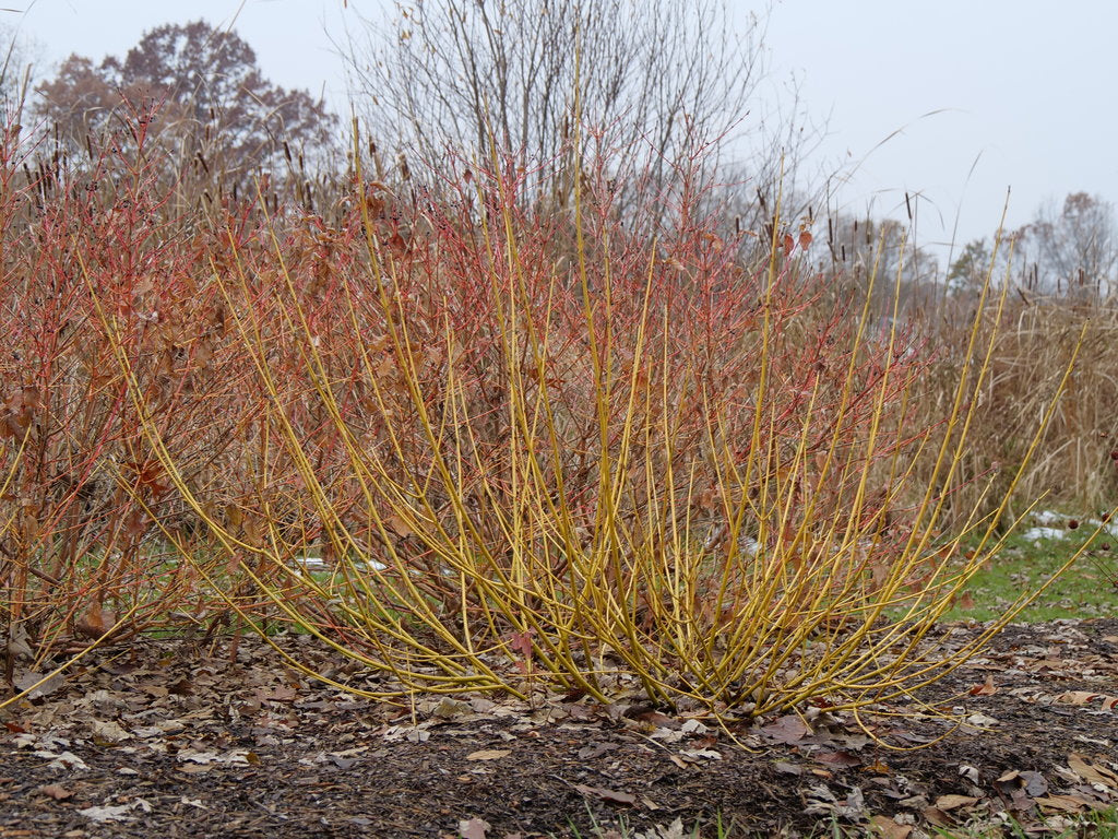 Arctic Fire® Yellow Red Twig Dogwood (Cornus stolonifera 'Arctic Fire Yellow')