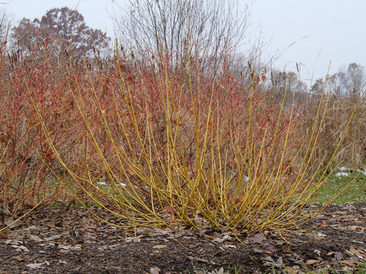 Arctic Fire® Yellow Red Twig Dogwood (Cornus stolonifera 'Arctic Fire Yellow')