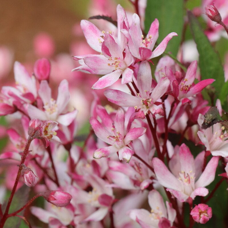 Yuki Cherry Blossom 2.0® Deutzia - photo 2
