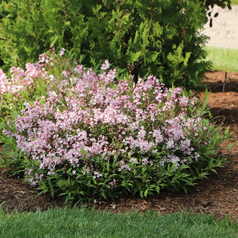 Yuki Cherry Blossom 2.0® Deutzia (Deutzia x Yuki Cherry Blossom 2.0®)