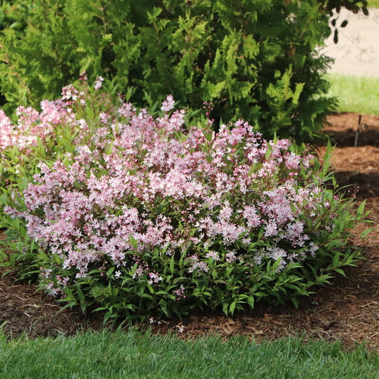 Yuki Cherry Blossom 2.0® Deutzia (Deutzia x Yuki Cherry Blossom 2.0®)