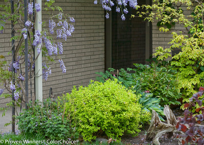Double Play® Gold Spirea (Spiraea japonica Double Play® Gold)