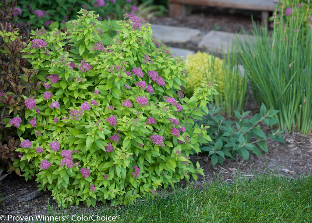 Double Play® Gold Spirea - photo 2