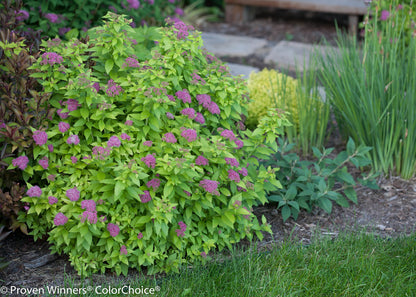 Double Play® Gold Spirea - photo 2