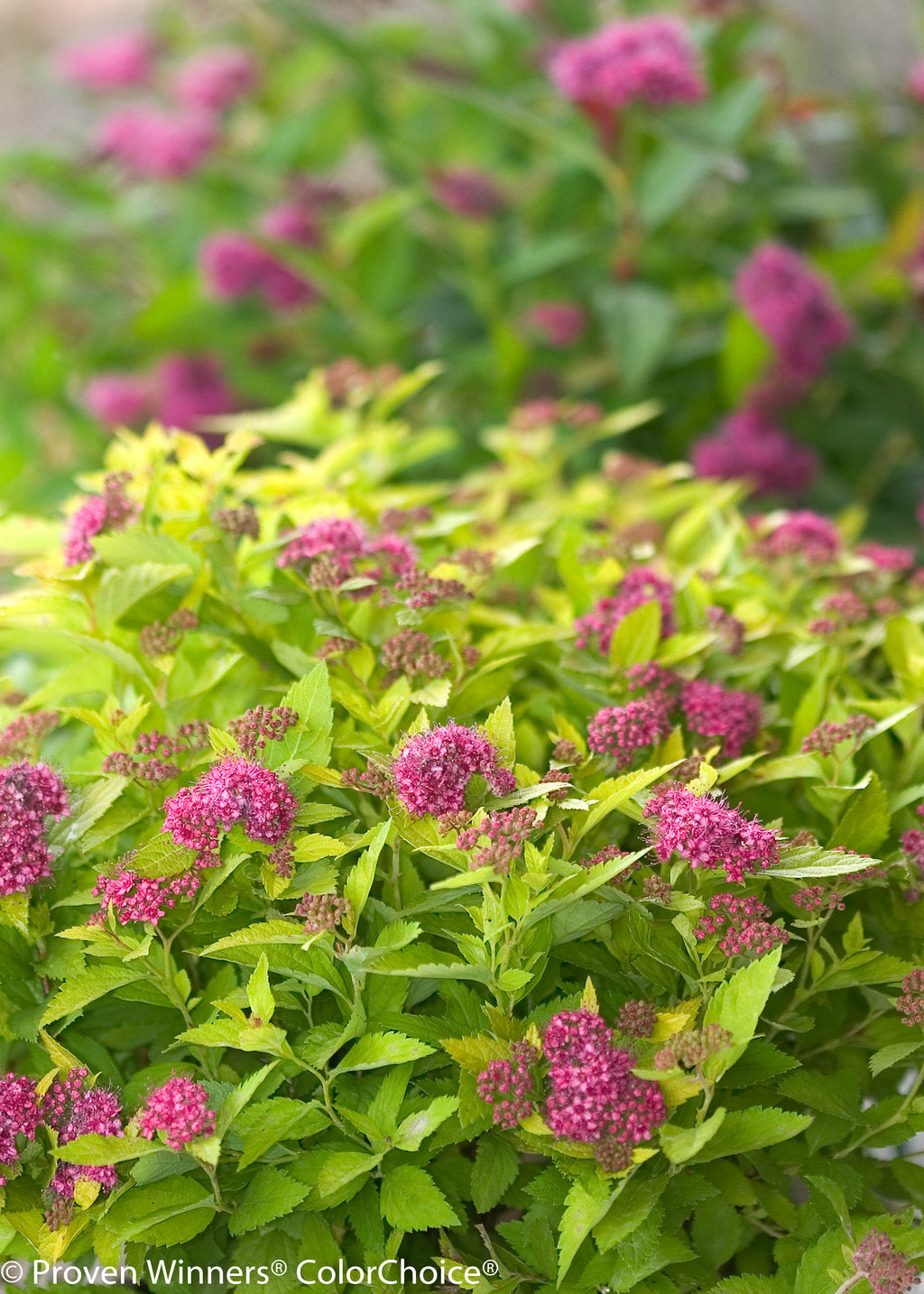 Double Play® Gold Spirea - photo 3