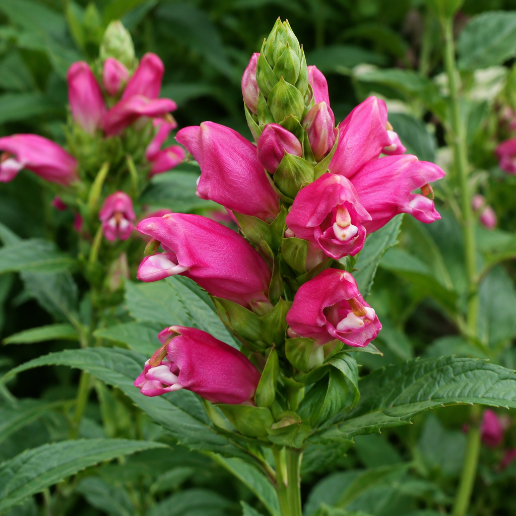 Hot Lips Turtlehead (Chelone lyonii 'Hot Lips')