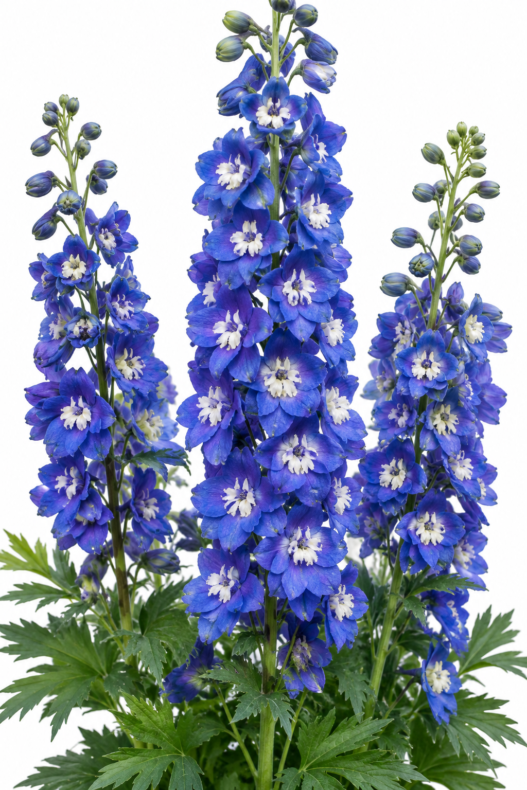 Hunky Dory™ Blue Delphinium (Delphinium grandiflorum Hunky Dory™ Blue)
