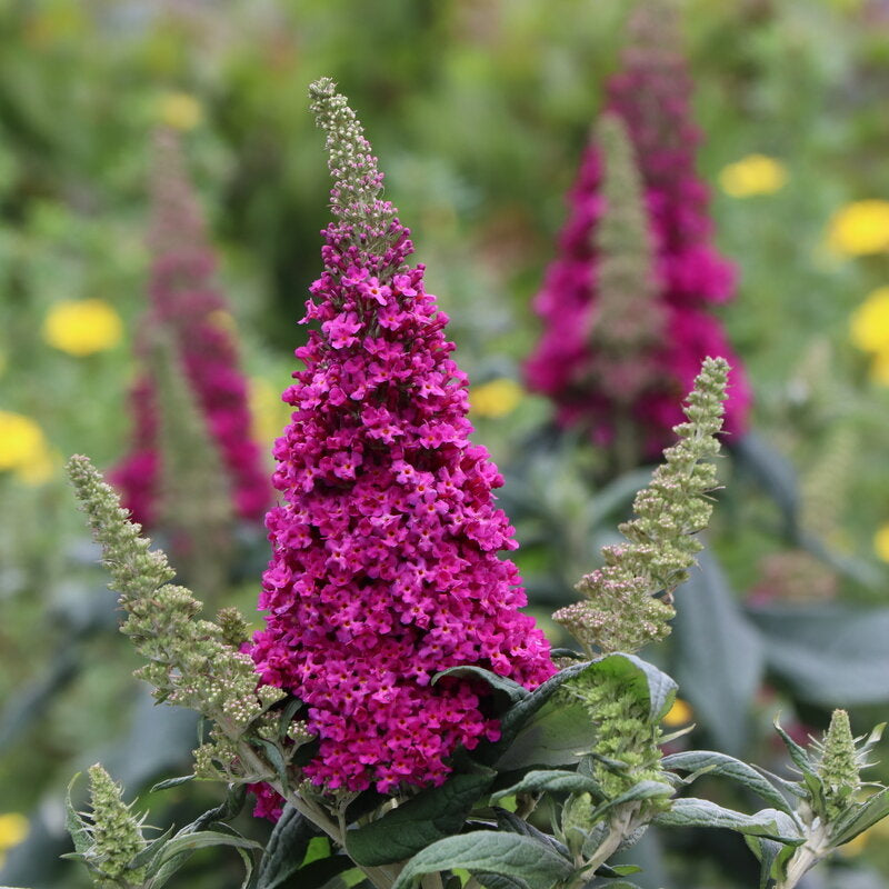 Pugster Pico Punch™ Butterfly Bush (Buddleia x Pugster Pico Punch™)