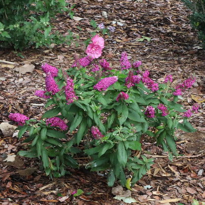 Pugster Pico Punch™ Butterfly Bush - photo 2