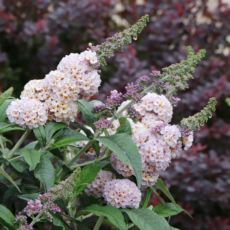 Pugster Sorbet™ Butterfly Bush - photo 2