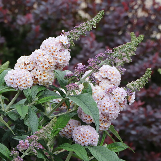 Pugster Sorbet™ Butterfly Bush - photo 2