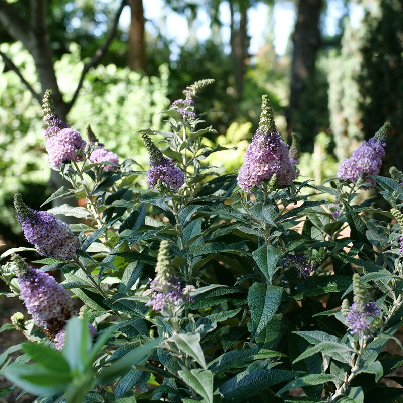 Pugster Sorbet™ Butterfly Bush (Buddleia x Pugster Sorbet™)