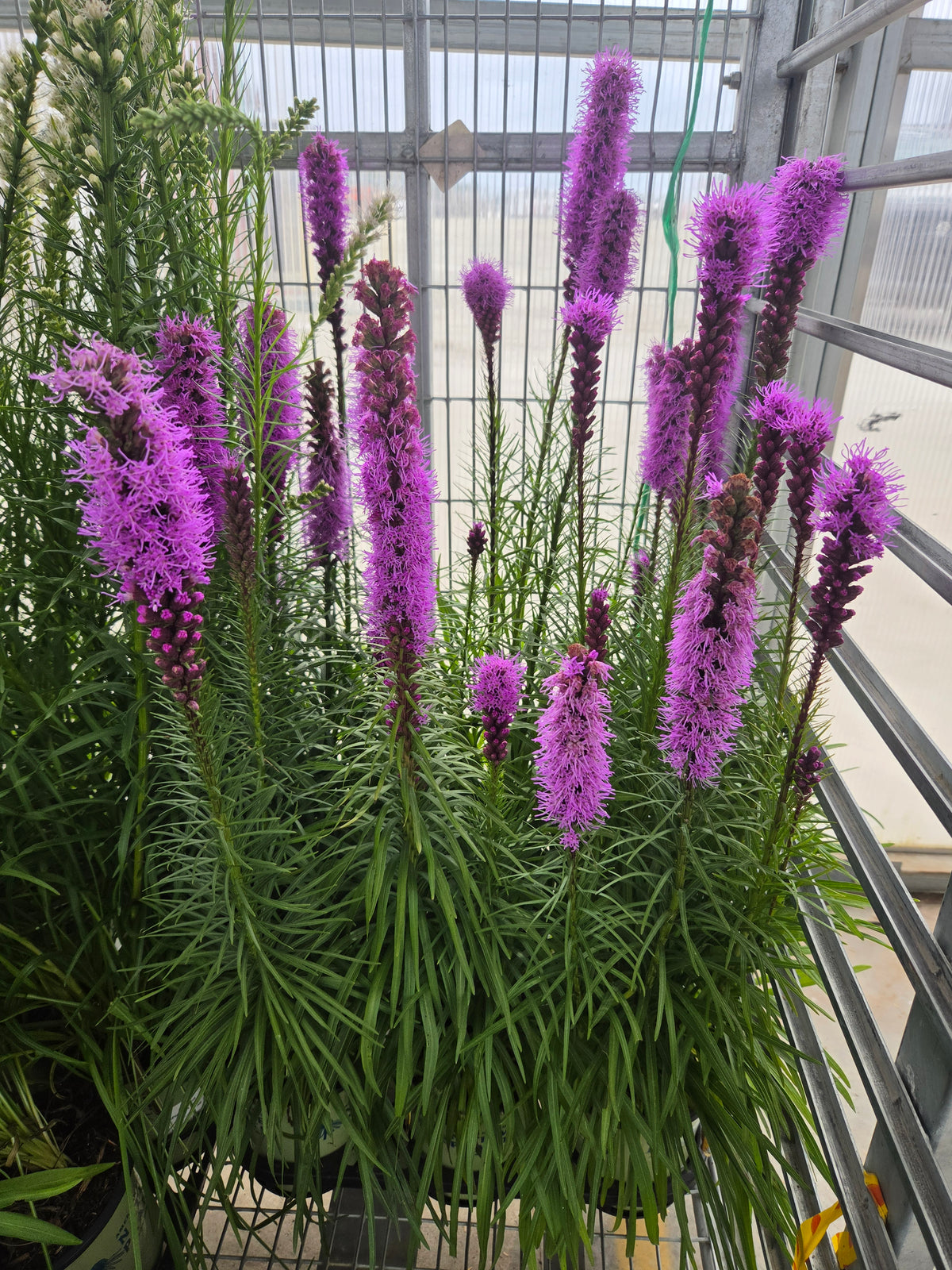 Blazing Star (Liatris spicata)