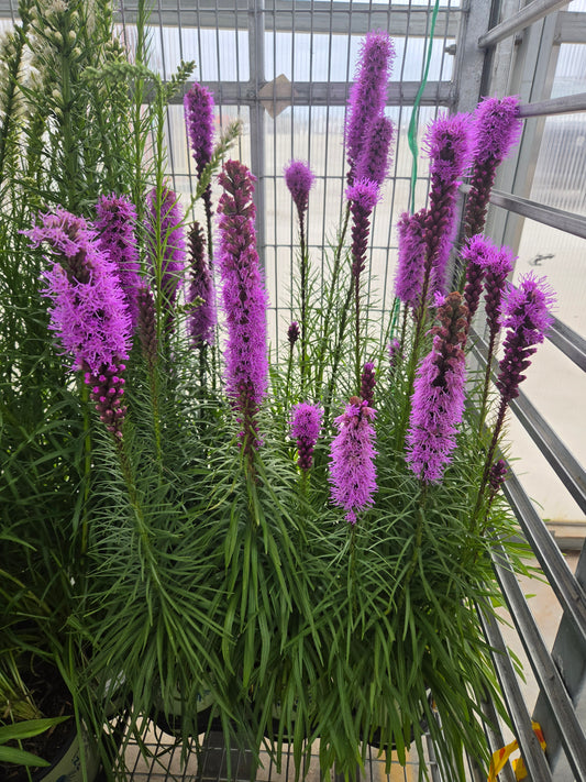 Blazing Star (Liatris spicata)