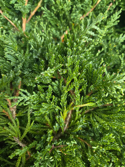 Wiltoni Juniper (Juniperus horizontalis 'Wiltoni')