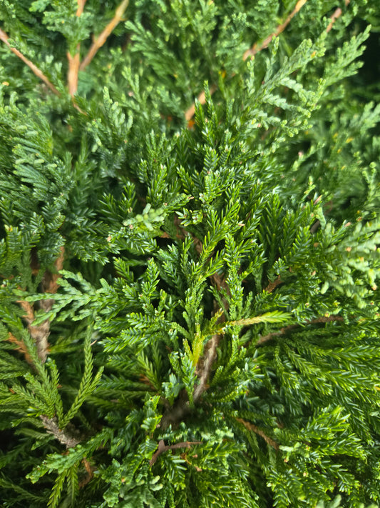 Wiltoni Juniper (Juniperus horizontalis 'Wiltoni')