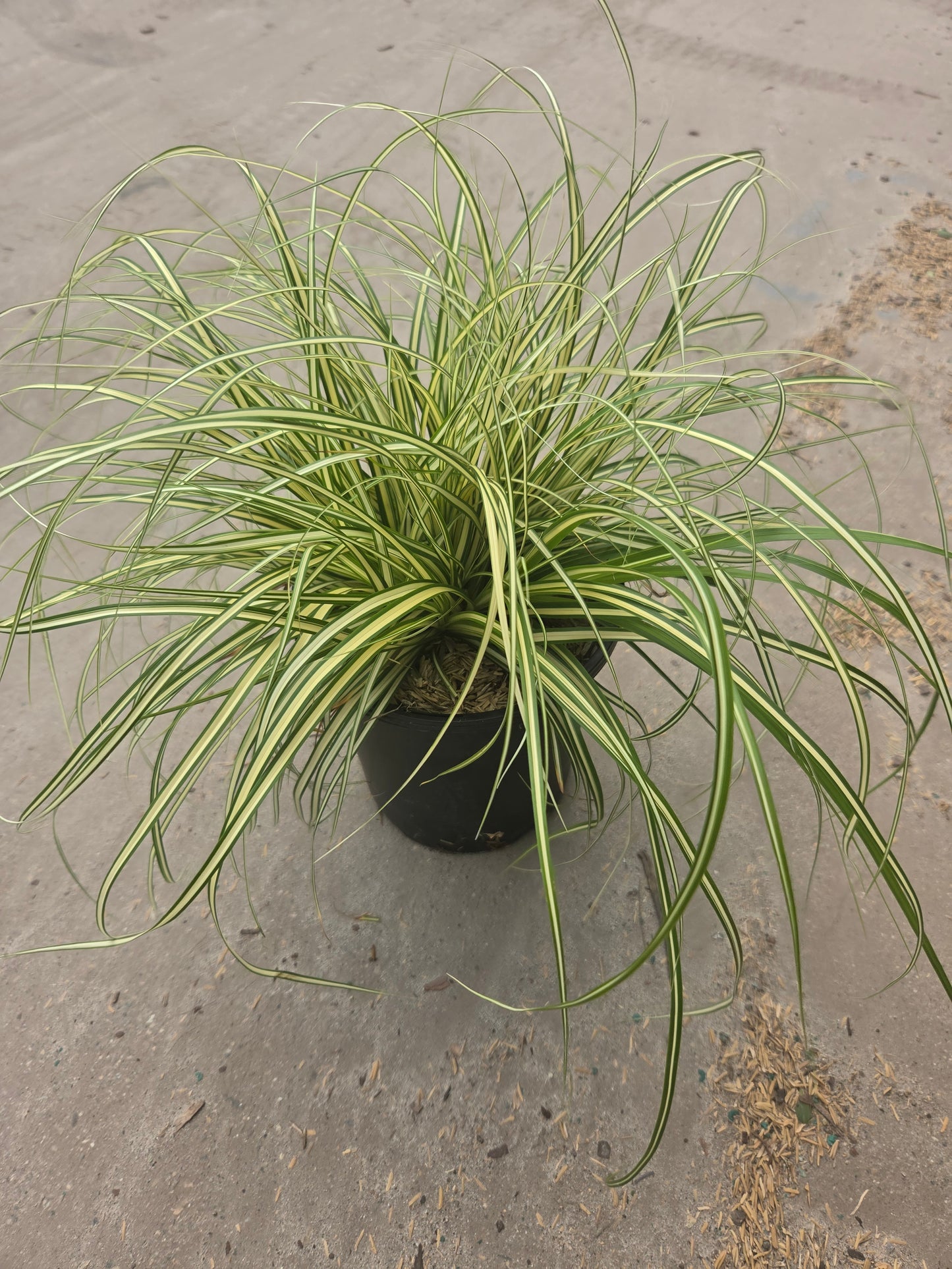 Evergold | Sedge