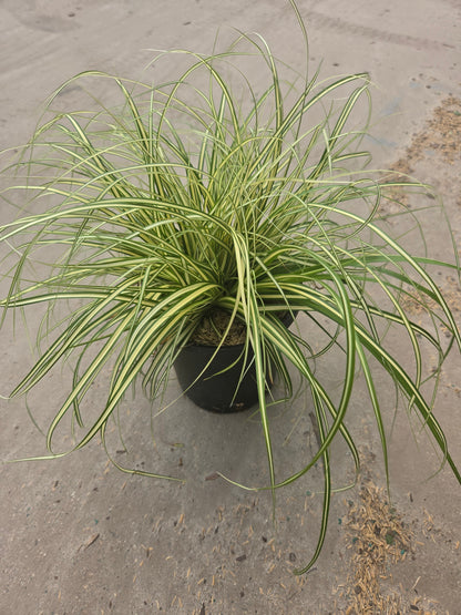 Evergold | Sedge