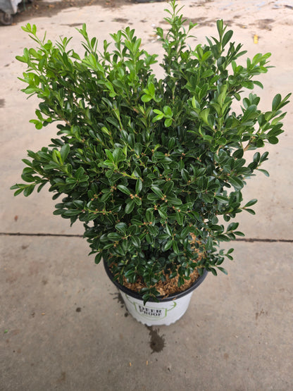 Newgen Independence Boxwood (Buxus newgen 'Independence')