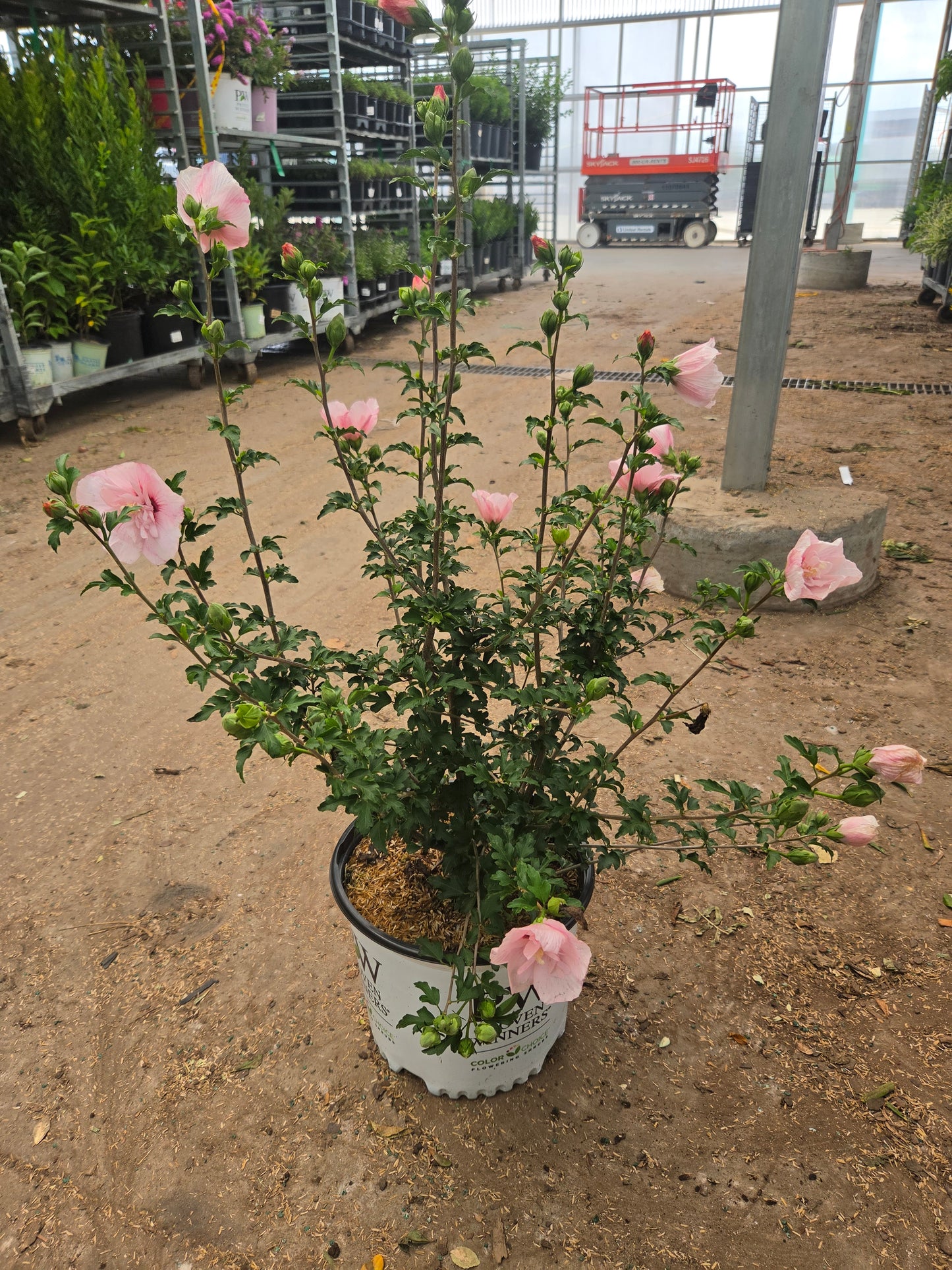Pink Chiffon® | Rose of Sharon