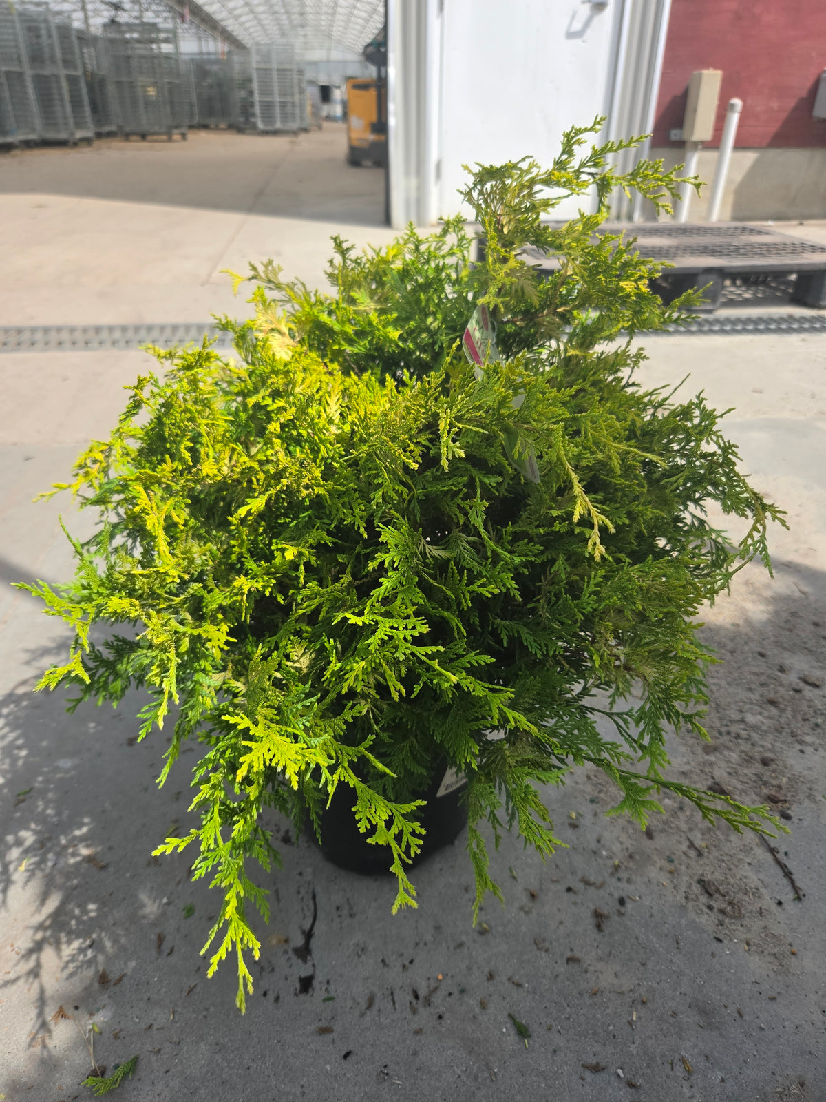 Vintage Gold False Cypress (Chamaecyparis pisifera 'Vintage Gold')