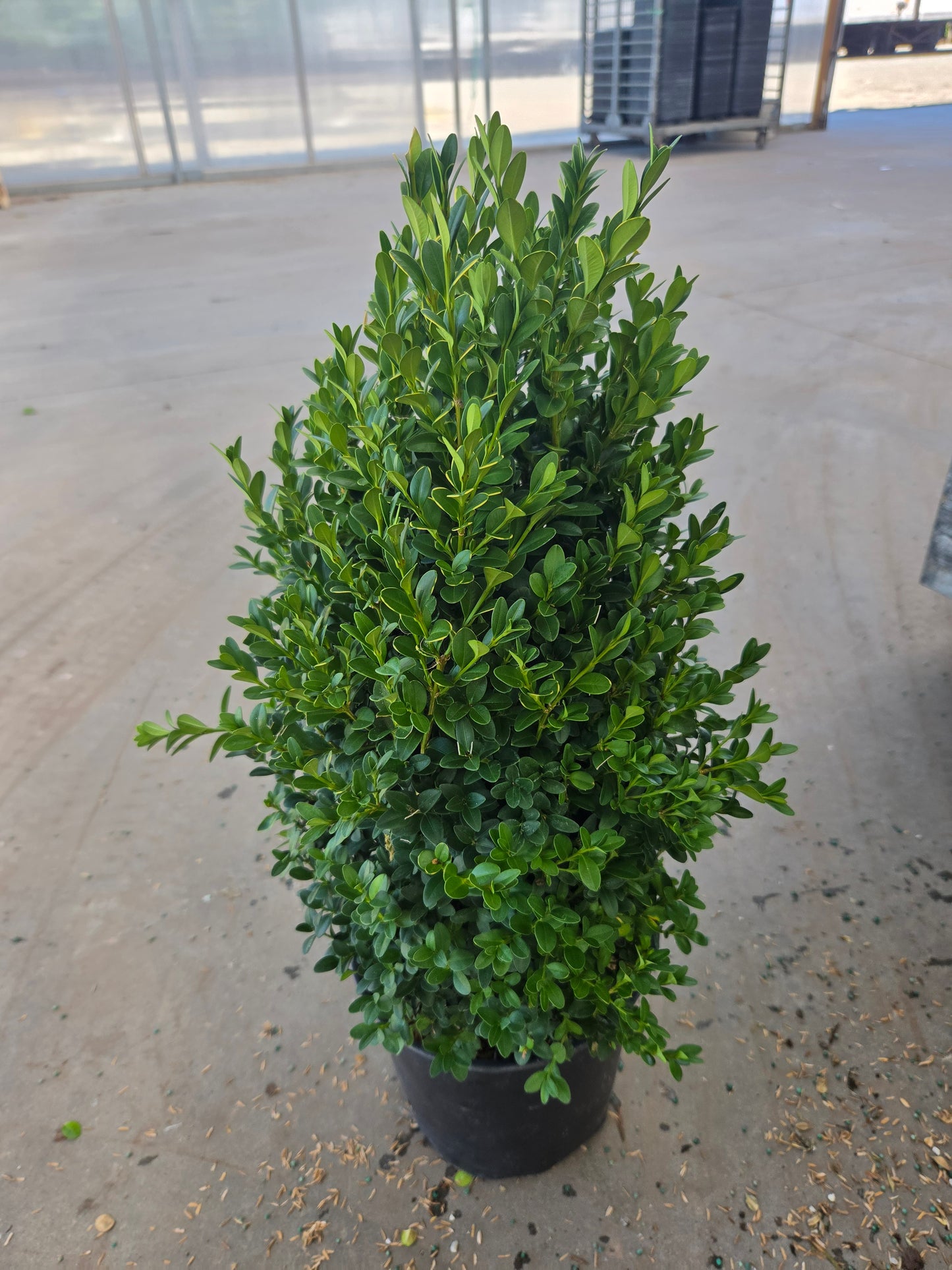 Green Mountain | Boxwood
