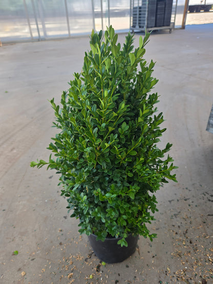 Green Mountain | Boxwood