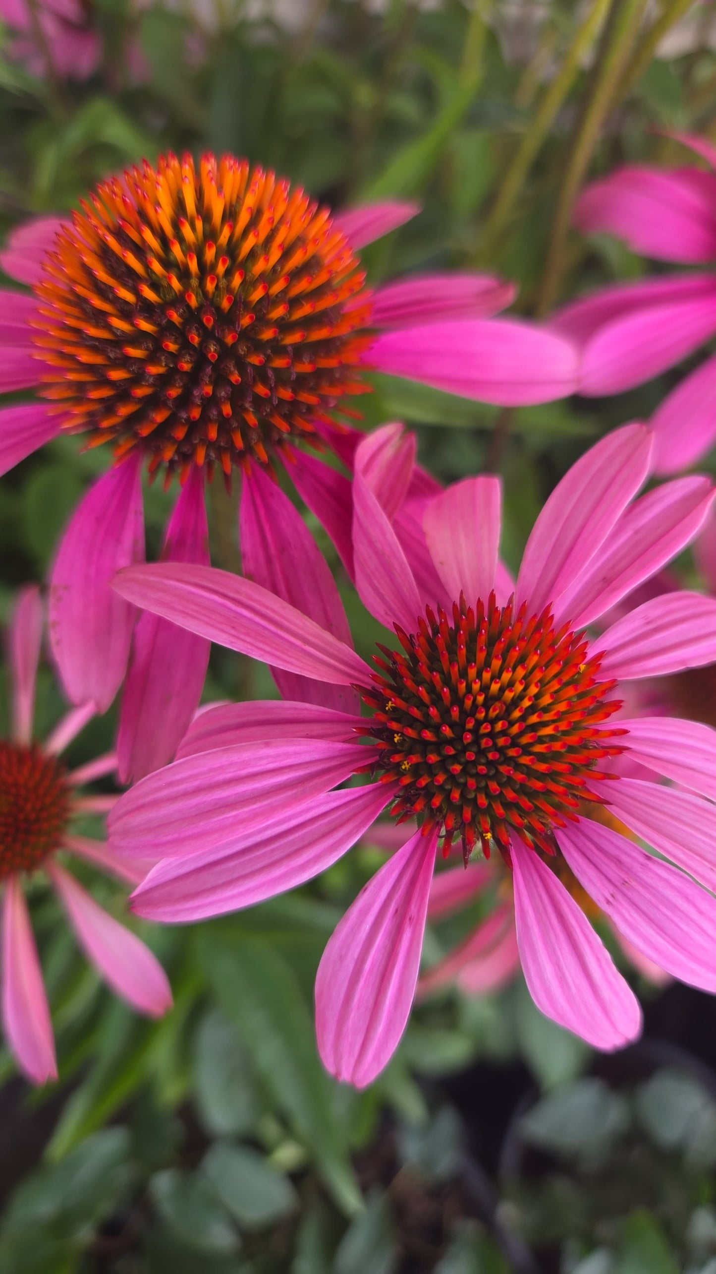 Magnus | Coneflower