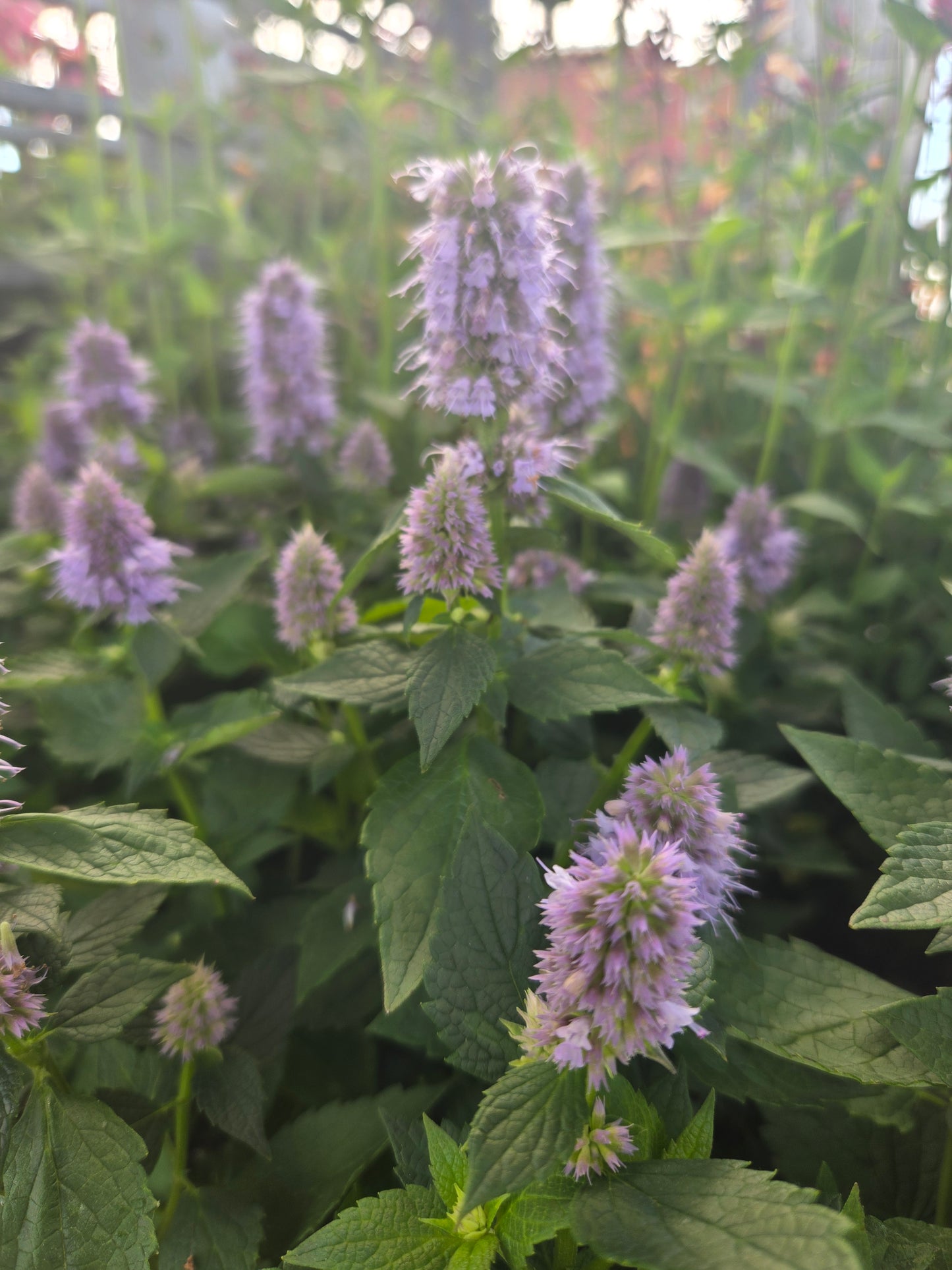 Blue Fortune | Hyssop