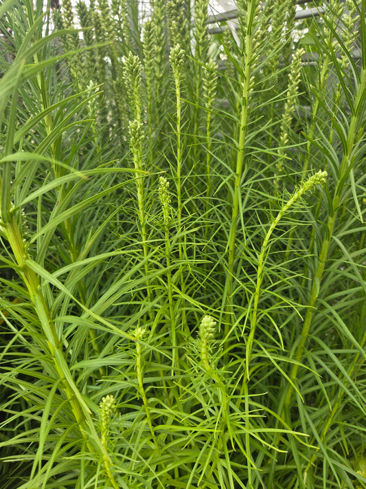 White Blazing Star (Liatris spicata 'Alba')